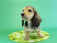 カニンヘンダックス 子犬 シェーデットクリーム男の子 カニンヘンダックス 子犬 シェーデットクリーム男の子