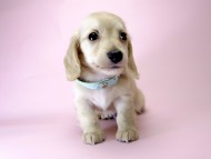 カニンヘン ダックスフンド 子犬 ピュアクリーム 男の子 カニンヘン ダックスフンド 子犬 ピュアクリーム 男の子