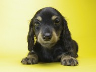 カニンヘン ダックスフンド 子犬 ブラックタン 男の子