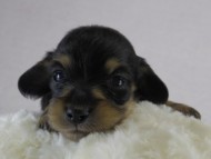 カニヘン　子犬　ブラクリ男の子