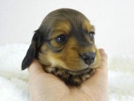 シャーディーの子 シェーデットレッド 男の子