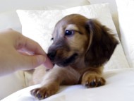 カニヘンダックス　シェーデットレット　男の子