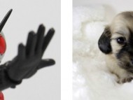 グランプリ　フジフォト大賞