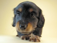 カニヘン　子犬　ブラタン男の子