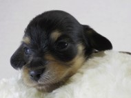 カニヘン　子犬　ブラクリ男の子