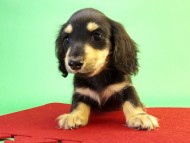 カニンヘンダックス 子犬 ブラック&クリーム男の子 カニンヘンダックス 子犬 ブラック&クリーム男の子