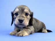 カニンヘン ダックスフンド 子犬 シェーデットクリーム 男の子