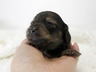 カニンヘン ダックスフンド 子犬 シェーデットクリーム 男の子