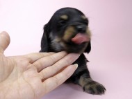 カニンヘン ダックスフンド 子犬 ブラックタン 男の子