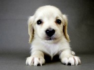 カニンヘン ダックスフンド 子犬 ピュアクリーム 男の子