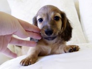 カニヘンダックス シェーデットレット 男の子 カニヘンダックス シェーデットレット 男の子