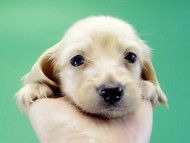 カニヘンダックス 子犬 クリーム男の子 カニヘンダックス 子犬 クリーム男の子