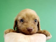 カニヘンダックス　仔犬　ゴールド女の子