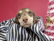 カニヘン ダックスフンド 子犬 チョコレートクリーム女の子 カニヘン ダックスフンド 子犬 チョコレートクリーム女の子