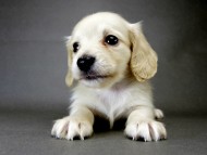 カニンヘン ダックスフンド 子犬 ピュアクリーム 男の子