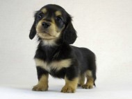 カニヘン　子犬　ブラクリ男の子