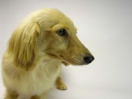 カニンヘンダックスフンド　シェーデットクリーム女の子　クッキーチェーンアルマ