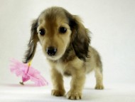 カニヘンダックス シェーデットクリーム 女の子 カニヘンダックス シェーデットクリーム 女の子