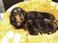 2014.3.26出産　ブラクリ男の子、Sクリ男の子、ブラクリ女の子、Sクリ女の子