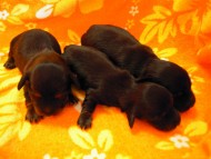 リリィの赤ちゃん　2/4生まれ　