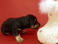 カニヘンダックス　子犬　ブラクリ男の子