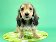 カニンヘンダックス　子犬　シェーデットクリーム男の子