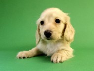 カニンヘン ダックスフンド クリーム男の子 カニンヘン ダックスフンド クリーム男の子