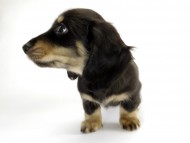 カニンヘン ダックスフンド 子犬 ブラッククリーム男の子