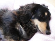 カニンヘンのななこが4月6日出産