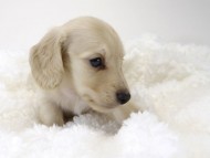 カニンヘン サリー.Tiの赤ちゃん 4/9生まれ ピュアクリーム 男の子1