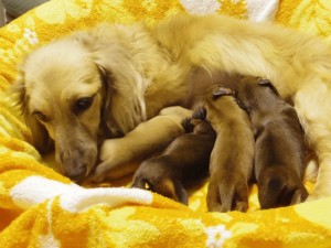 アンジュ シェーデットクリーム(カニンヘンダックス)女の子 アンジュ シェーデットクリーム(カニンヘンダックス)女の子