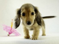 カニヘンダックス　シェーデットクリーム　女の子