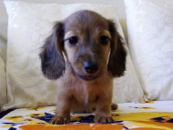 カニヘンダックス　シェーデットレット　男の子