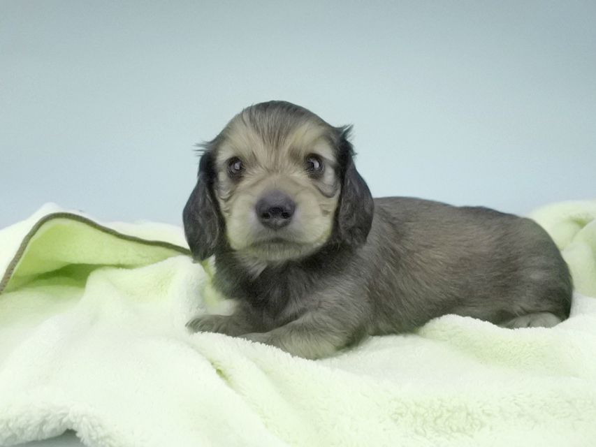 カニンヘンダックスフンド 茶葉 & オスカルの子犬 シェーデットイエロー(シェーデットクリーム) 男の子012 カニンヘンダックスフンド 茶葉 & オスカルの子犬 シェーデットイエロー(シェーデットクリーム) 男の子