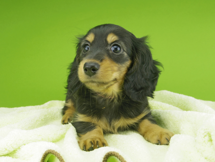 カニンヘンダックスフンド ナンシーcs & ナイトの子犬 ブラタン 女の子(1)012 カニンヘンダックスフンド ナンシーcs & ナイトの子犬 ブラタン 女の子(1)