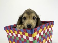 カニンヘンダックス　子犬　シェーデットクリーム女の子