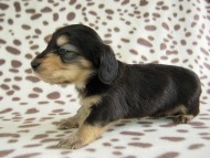 カニヘン　子犬　ブラクリ男の子