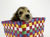 カニンヘンダックス　子犬　シェーデットクリーム女の子