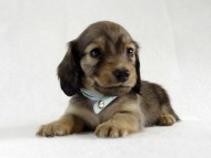 カニヘン　仔犬　シェーデットクリーム男の子