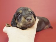 カニンヘン ダックスフンド ブラック＆クリーム ティアラの赤ちゃん