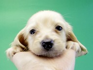 カニヘンダックス 子犬 クリーム男の子 カニヘンダックス 子犬 クリーム男の子