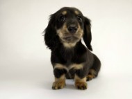 カニンヘン ダックスフンド 子犬 ブラッククリーム男の子 カニンヘン ダックスフンド 子犬 ブラッククリーム男の子