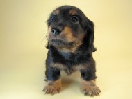 カニヘン　子犬　ブラタン男の子