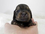 カニンヘン ダックスフンド 子犬 シェーデットクリーム 男の子