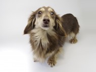 カンヘンダックスのローラmi