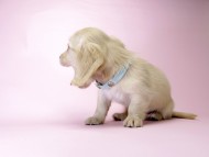 カニンヘン ダックスフンド 子犬 ピュアクリーム 男の子