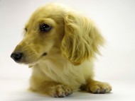 カニンヘンダックスフンド　シェーデットクリーム女の子　クッキーチェーンアルマ