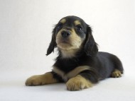 カニヘン　子犬　ブラクリ男の子