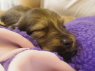 カニヘンダックス　子犬　シェーデットクリーム男の子