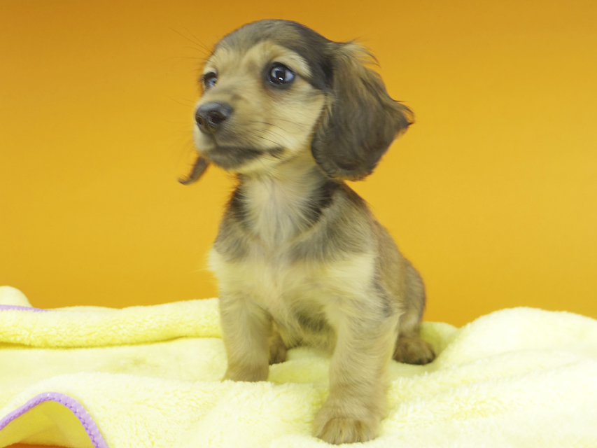 カニンヘンダックスフンド ビーmt & ボンmtの子犬 シェーデットイエロー（シェーデットクリーム） 女の子